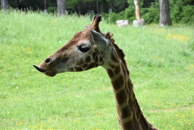 Zoo w Opolu wznowiło działalność 19 maja. Zwierzęta na nowo przyzwyczajają się do obecności zwiedzających. Roślinność w ogrodzie pięknie kwitnie.