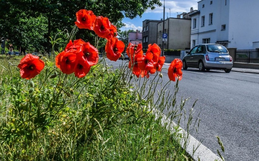 Alergikom życie w zarośniętym mieście mocno utrudniają...