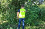 Plantacja marihuany w gminie Zapolice. Wykryta przez policję w Zduńskiej Woli