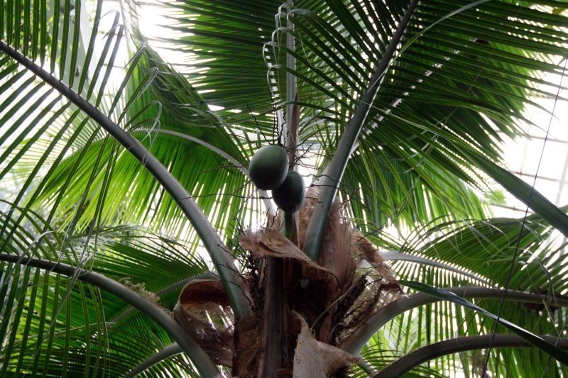 Pokaźne owoce na palmie kokosowej w Palmiarni [ZDJĘCIA]