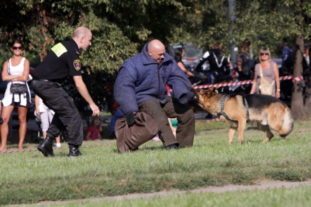 Podczas imprezy Krakowskie Towarzystwo Opieki nad Zwierzętami ...