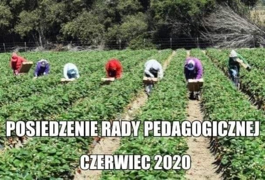 Nauczyciele pójdą w truskawki? Zobacz memy, które podbiły...