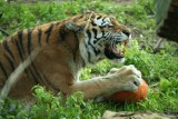 Nowe Zoo Poznań: Podpici zwiedzający dźgali kijem tygrysy