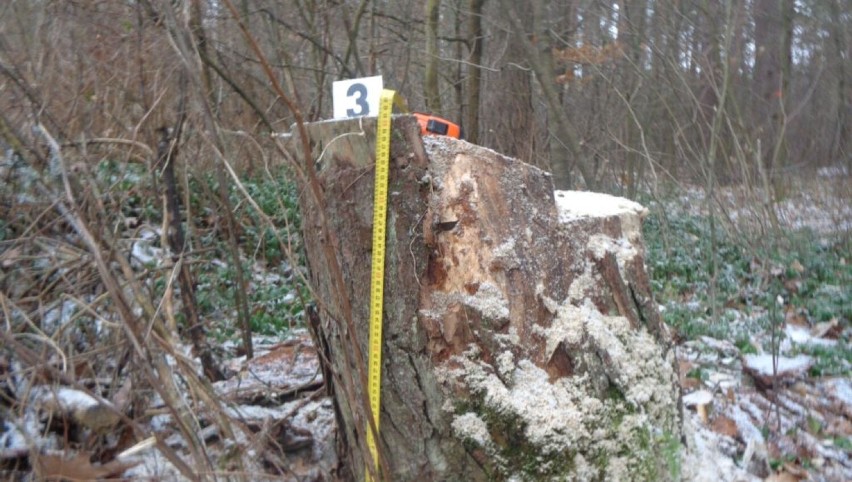 64-latek kradł drzewo z lasu w Radawie. Teraz czeka go więzienie 