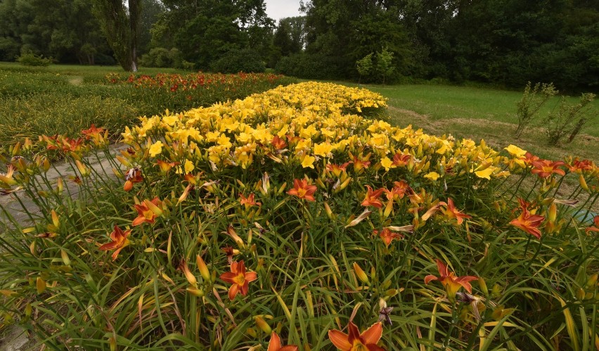 Ogród Botaniczny w Łodzi - tydzień liliowców