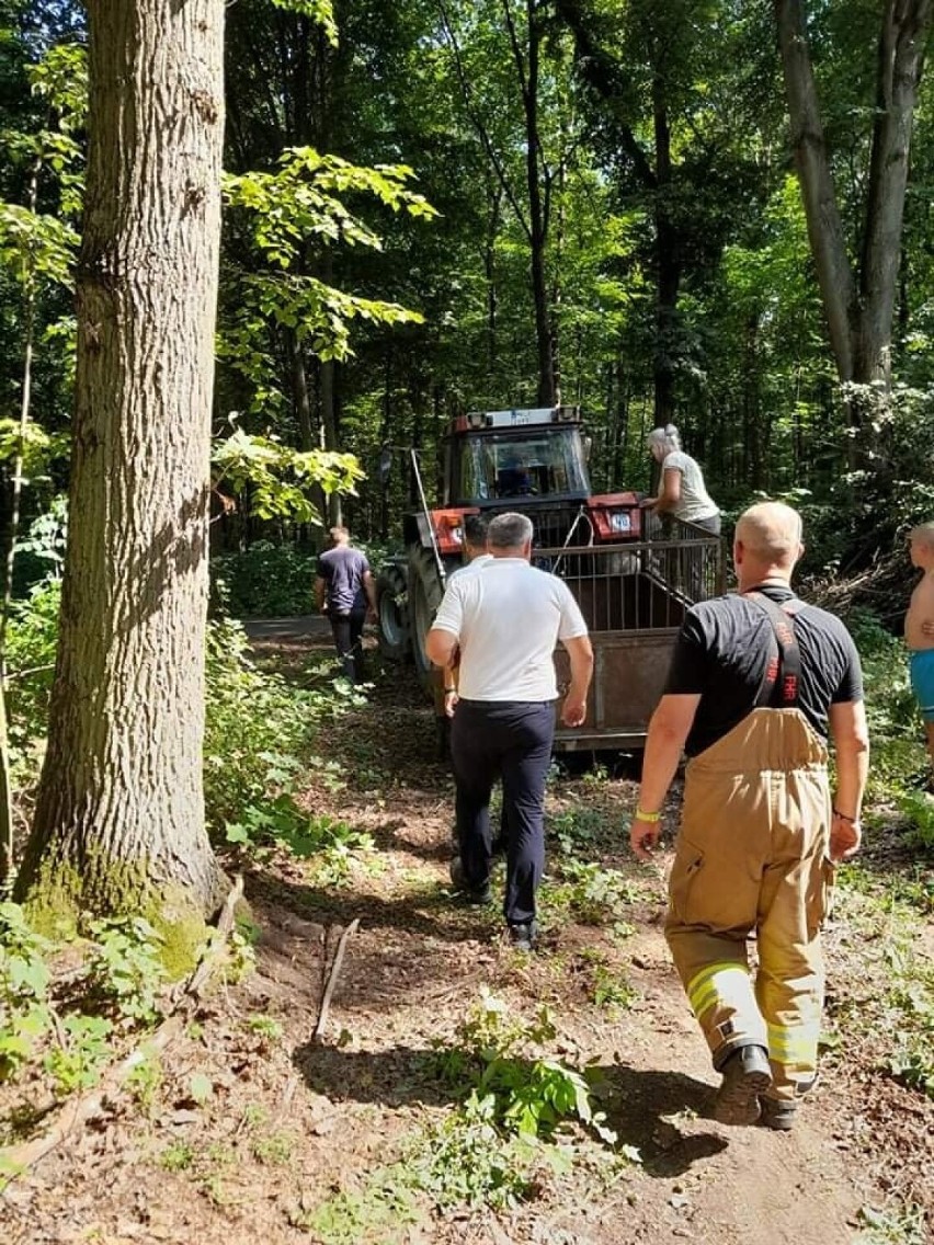 Niecodzienne zdarzenie. 11 byków uciekło do lasu. Do akcji wkroczyli strażacy