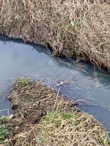 Zanieczyszczony potok Olszanicki. Ścieki o chemicznym zapachu płyną m.in. z lotniska w Balicach. Kontrole i badania trwają