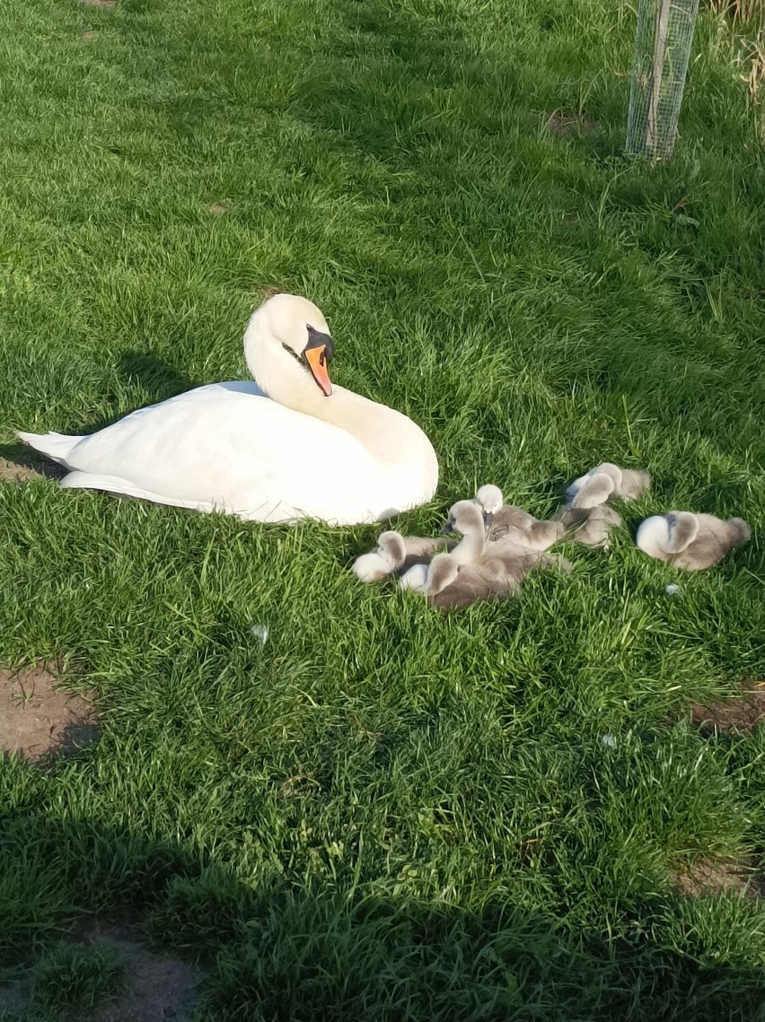 Centrum Edukacji Przyrodniczej - ZOO Lubin, zaprasza do...