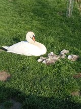 Centrum Edukacji Przyrodniczej - ZOO Lubin, zaprasza do udziału w wycieczce "100 gatunków w jeden dzień"