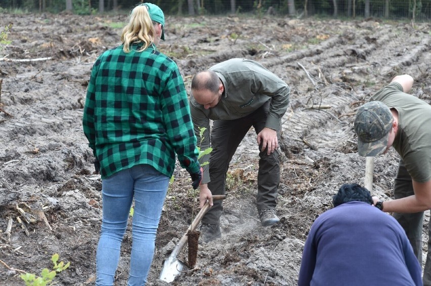 Nadleśnictwo Głogów skupuje grunty leśne i tereny pod zalesienie. Będzie więcej lasów