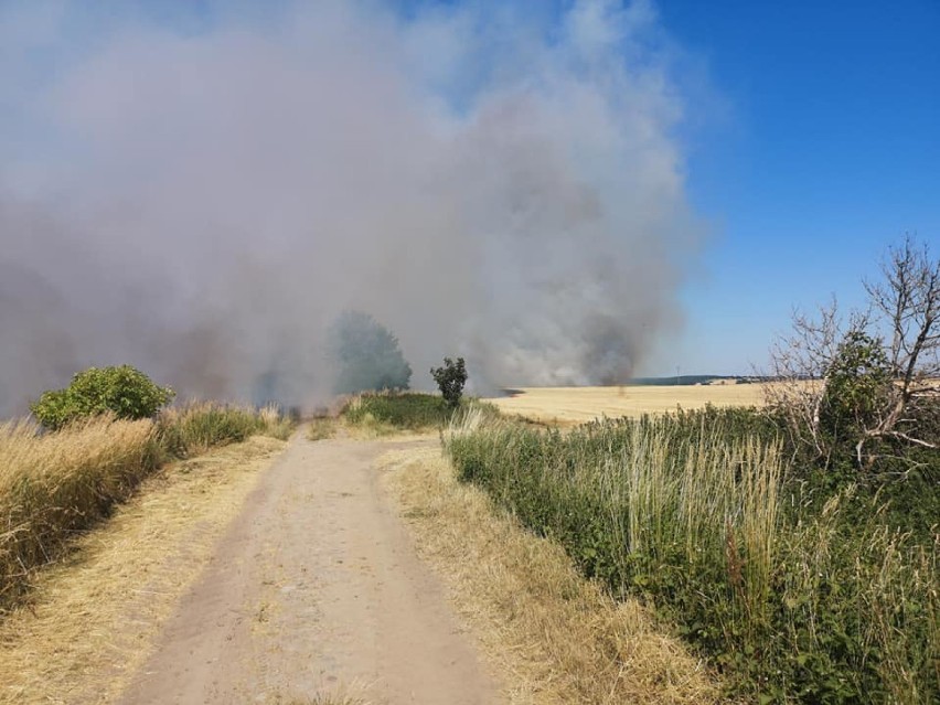 Spłonęło 170 hektarów! W akcji wzięło udział 30 zastępów straży pożarnej i trzy samoloty gaśnicze [ZDJĘCIA] 