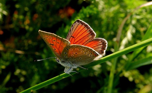 Czerwończyk płomieniec (Lycaena hippothoe) - samiec
Fot. Artur Hampel

link do artykułu - tutaj