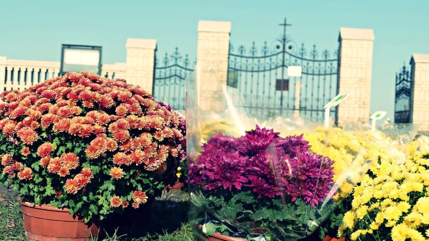 Wszystkich Świętych. Pusty cmentarz, na grobach kwiaty,...