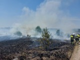 Pożar nieużytków w Czerwonej Wodzie. Przy żarze lejącym się z nieba ogień jest bardzo niebezpieczny i szybko się rozprzestrzenia