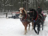 Z kopyta kulig rwie! Polecamy, gdzie zorganizować zimową zabawę z konnymi zaprzęgami