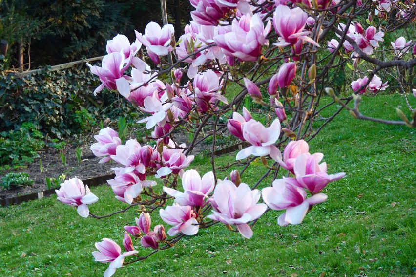 W naszym ogrodzie zakwitła magnolia