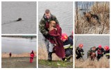 Pies w Wiśle we Włocławku. Akcja ratunkowa straży pożarnej, WOPR i schroniska dla zwierząt [zdjęcia]