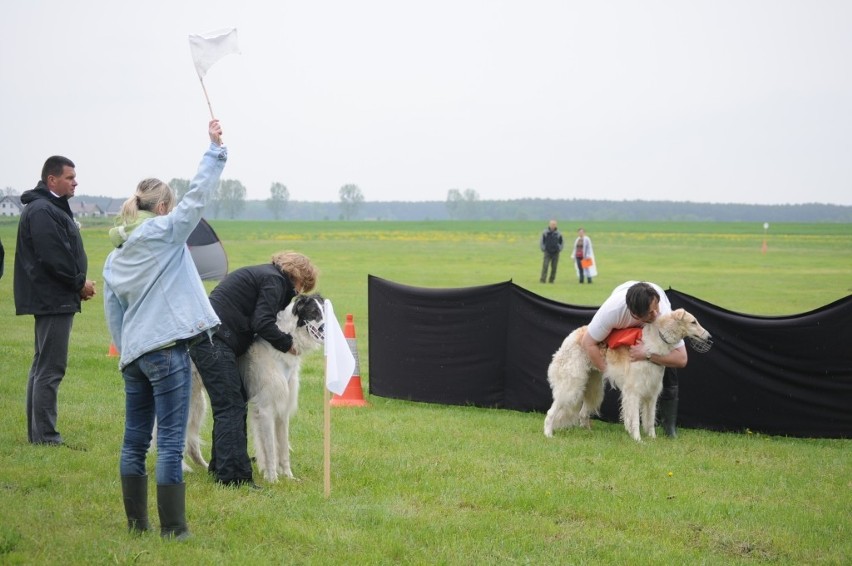 Śrem: coursing w Mechlinie. Zobacz zdjęcia z wyścigów chartów na Łęgach Mechlińskich 11 maja