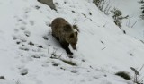 Tatrzański Park Narodowy kupuje sprzęt jak dla wojska, by odławiać niedźwiedzie