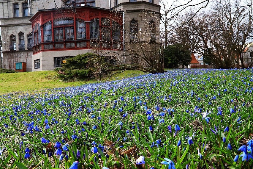 Piękne niebieskie dywany kwitnących cebulic i śnieżników pojawiły się w parku im. Klepacza w Łodzi