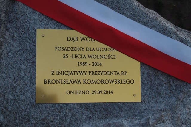 Dąb wolności posadzony został na Placu Św. Wojciecha w Gnieźnie