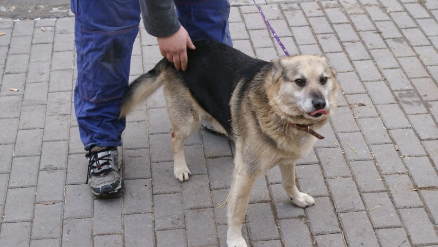 Pies średniej wielkości przywieziony z terenu Dąbrowy...