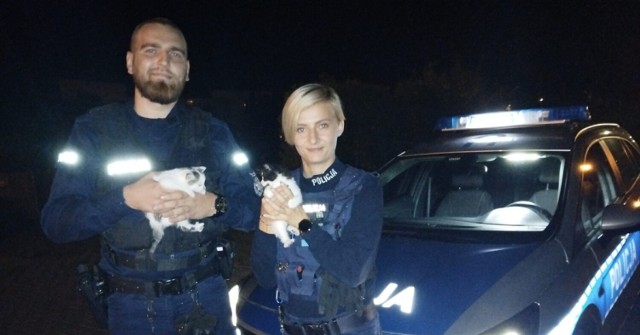 Wspaniała postawa lwóweckich policjantów! Uratowali dwa małe koty.