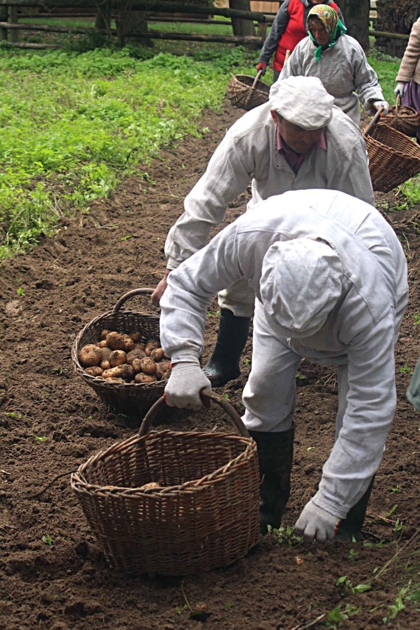 W lubelskim skansenie: Jak kiedyś na wsi kopano kartofle (ZDJĘCIA)