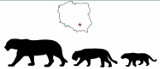 Naukowcy z Wrocławia odkryli, że w Polsce żyły lwy!
