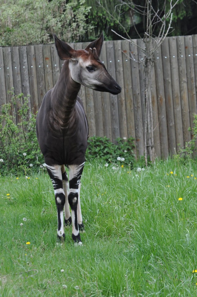 okapi