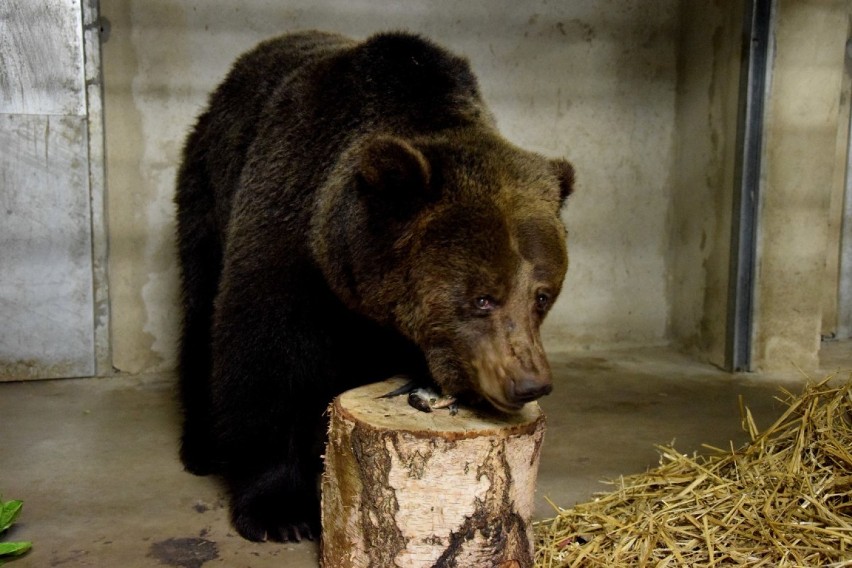 Zoo w Poznaniu: Poznajcie niedźwiedzice Ewkę i Gienię [ZDJĘCIA]