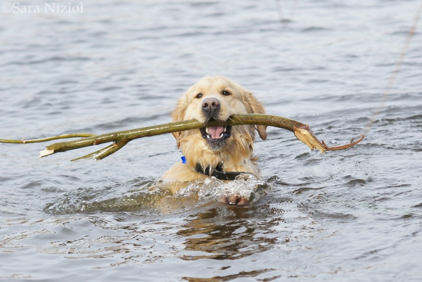 Majlo jest 2-letnim psem w typie golden retrievera. Ma w...