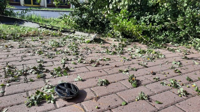 Na nietypowe znalezisko natknął się w niedzielę, 8 sierpnia na ulicy 30 Stycznia w Międzyrzeczu nasz Czytelnik. - Czegoś takiego jeszcze u nas nie widziałem. Ktoś najpewniej staranował drzewo i uciekł. Głóg dosłownie pękł - mówi. ZOBACZ ZDJĘCIA >>>



Na przesłanych do naszej redakcji fotografiach widać leżące na trawniku resztki volkswagena, czyli znaczek oraz zderzak. Siła uderzenia i prędkość, z jaką poruszał się pojazd wystarczyła, aby drzewo pękło.

Zobacz także: Międzyrzecz. Głębokie - katastrofa ekologiczna. Dzieci bawią się tam, gdzie było jezioro
