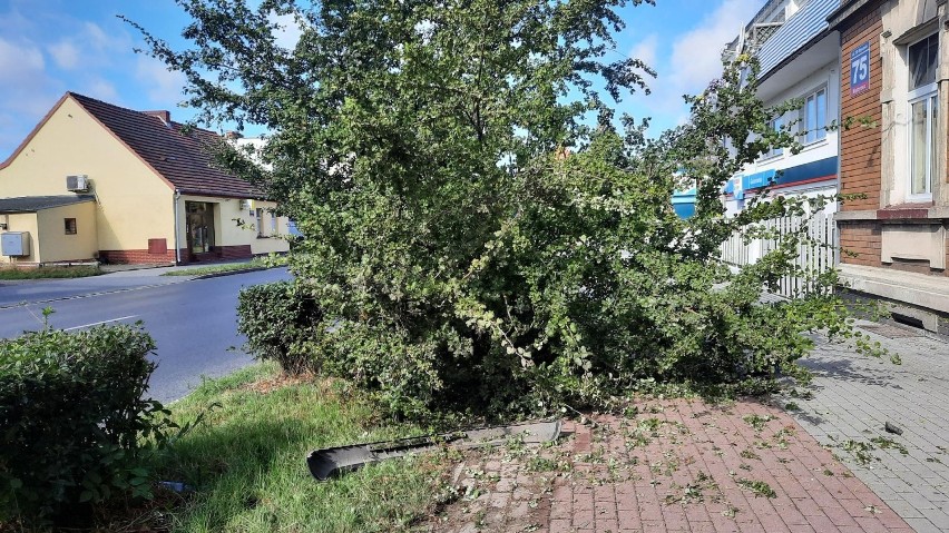 Na nietypowe znalezisko natknął się w niedzielę, 8 sierpnia...