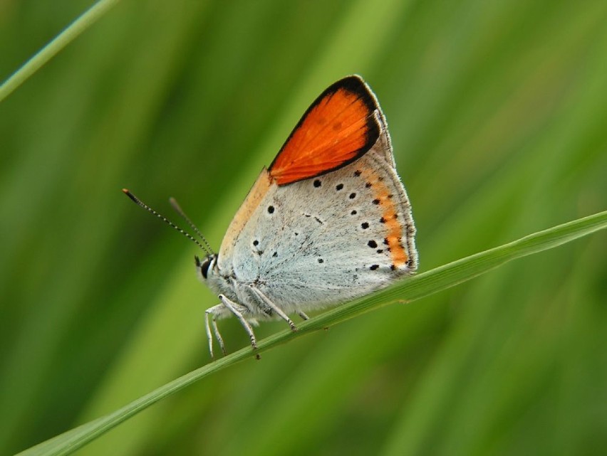 Motyle Polski – aktualny stan poznania

Ile gatunków motyli...