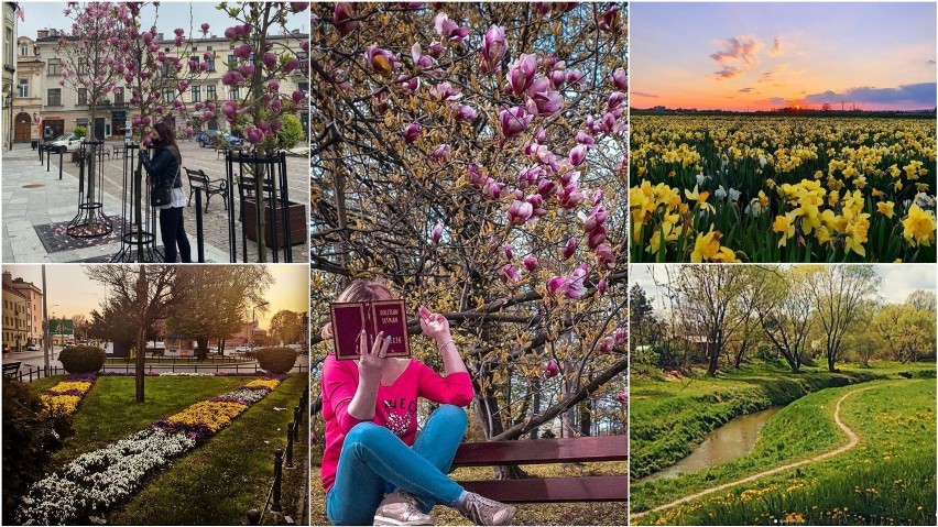 Wiosenne zdjęcia z Tarnowa podbijają Instagram
