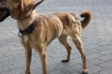Poznań: Trzy skrajnie zaniedbane psy przy ul. Głównej. Interweniowała straż miejska [ZDJĘCIA]