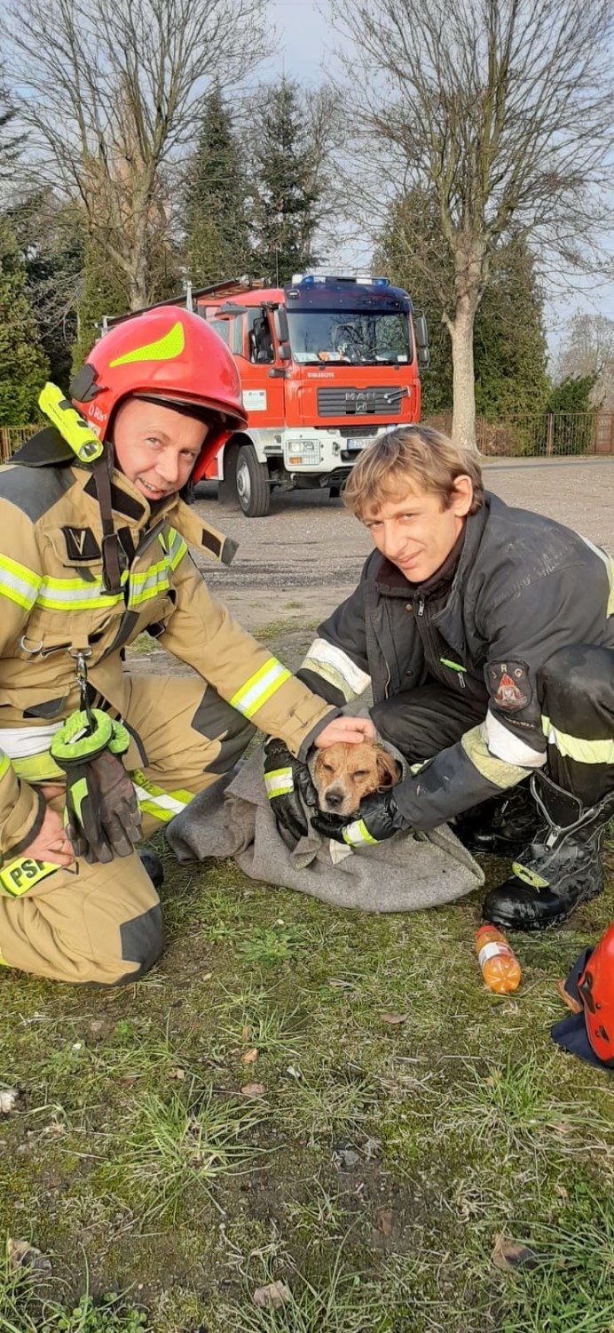 Strażacy uratowali psa ze studzienki w Korczewie pod Zduńską Wolą