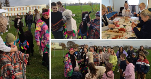 Zajęcia z alpakami w Przybranowie przyciągnęły dzieci z całej gminy