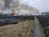 Pożar traw w gminie Liszki. Przed ogniem nie uciekła zwierzyna [DRASTYCZNE ZDJĘCIA]