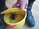 Jadowity pająk wydostał się na wolność. Skarżyscy strażacy schwytali go i oddali właścicielce