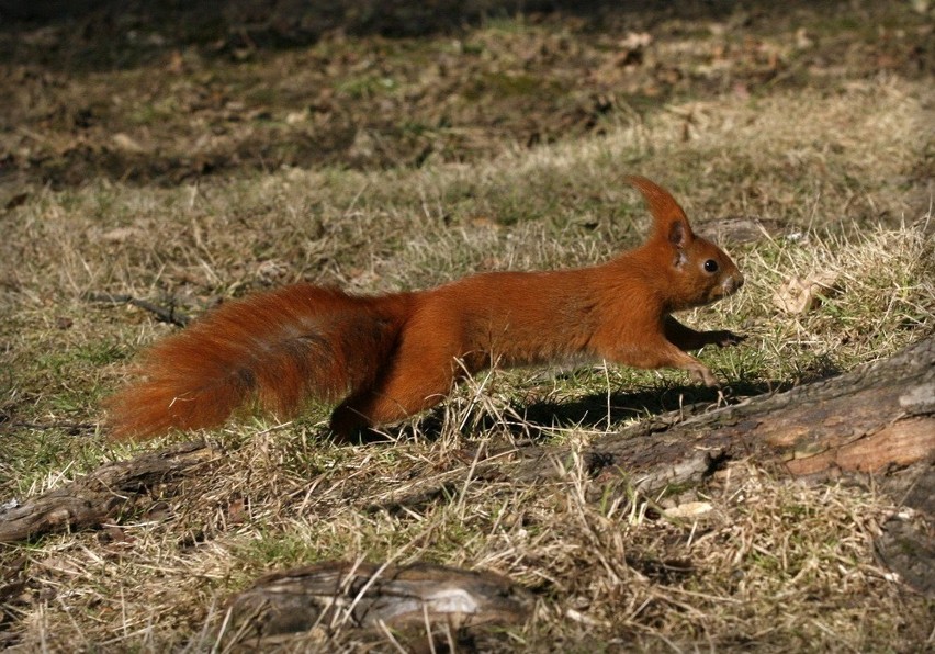 Wiewiórki w legnickim parku (ZDJĘCIA)
