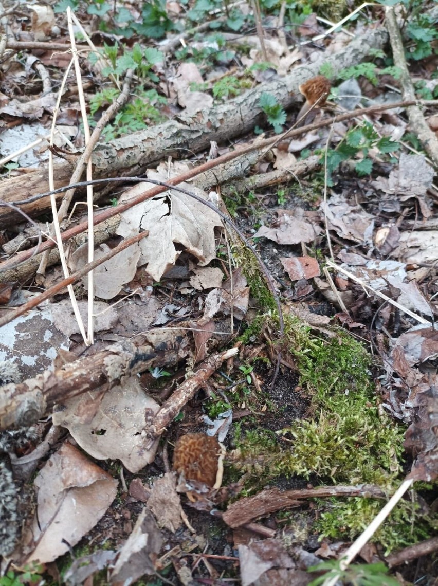 Mieszkaniec Bełchatowa znalazł wiosenne grzyby. Oto naparstniczka czeska