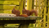 Czy wiewiórki trzeba dokarmiać zimą? Co je wiewiórka i jak jej pomagać, żeby nie zaszkodzić