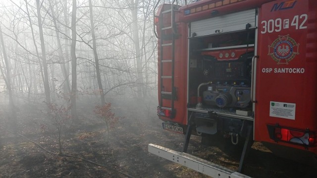 W pożarze w okolicach Rybakowa spłonęło około 10 hektarów lasu