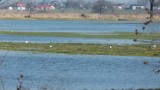 Topniejący śnieg podtapia budynki i drogi