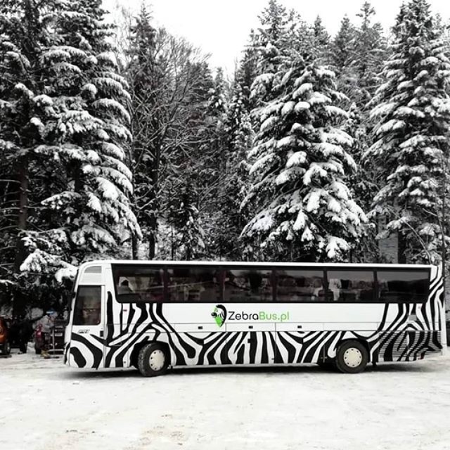 Autobusy zebra