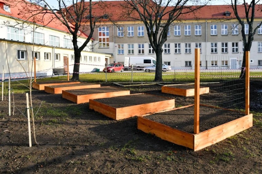 Ogrody warzywne na terenie oleśnickich szkół? 