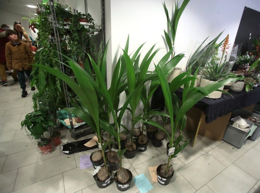 Jungle Bazaar, czyli impreza dla miłośników roślin [ZDJĘCIA] 