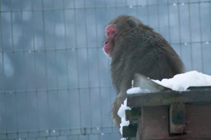 Zoo w Łącznej czynne także zimą.
